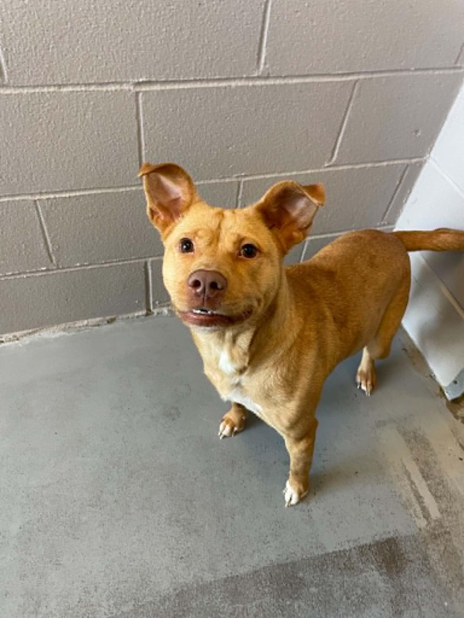 Tippie Toes, a ADOPTABLE Mixed Breed in Bishopville, SC image 2/2