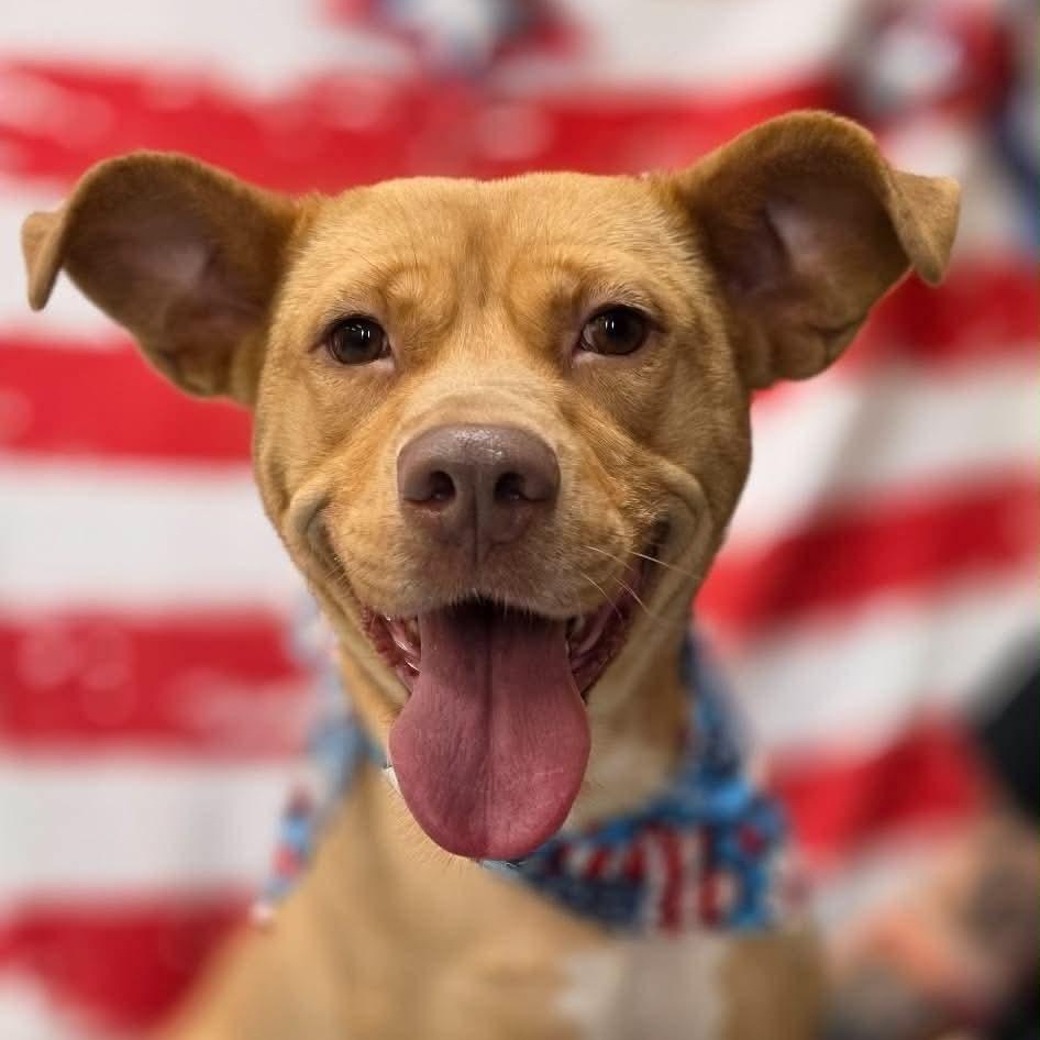 Tippie Toes, ADOPTABLE, Adult Female Mixed Breed.