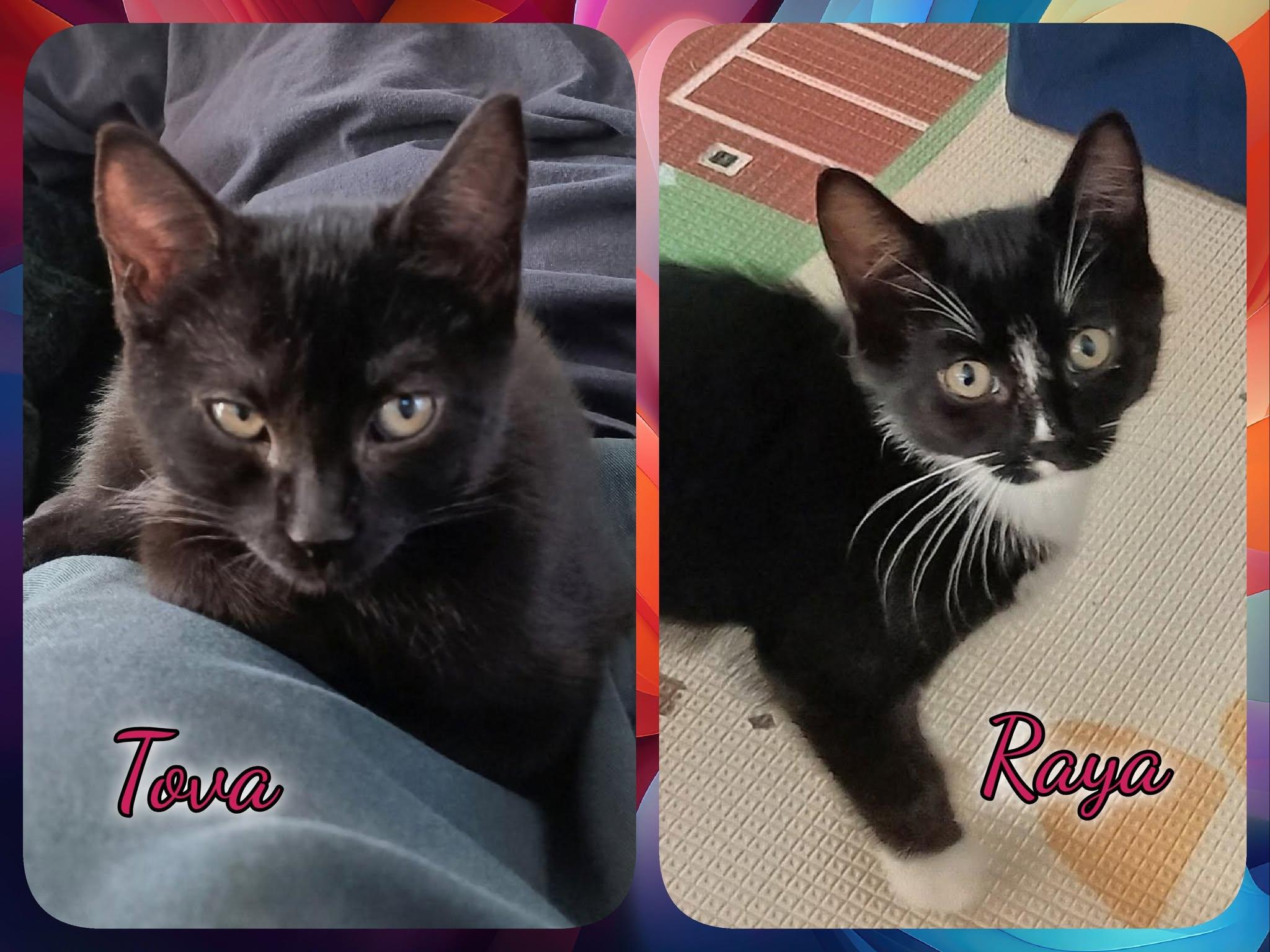Raya & Tova, ADOPTABLE, Kitten Female Domestic Short Hair.