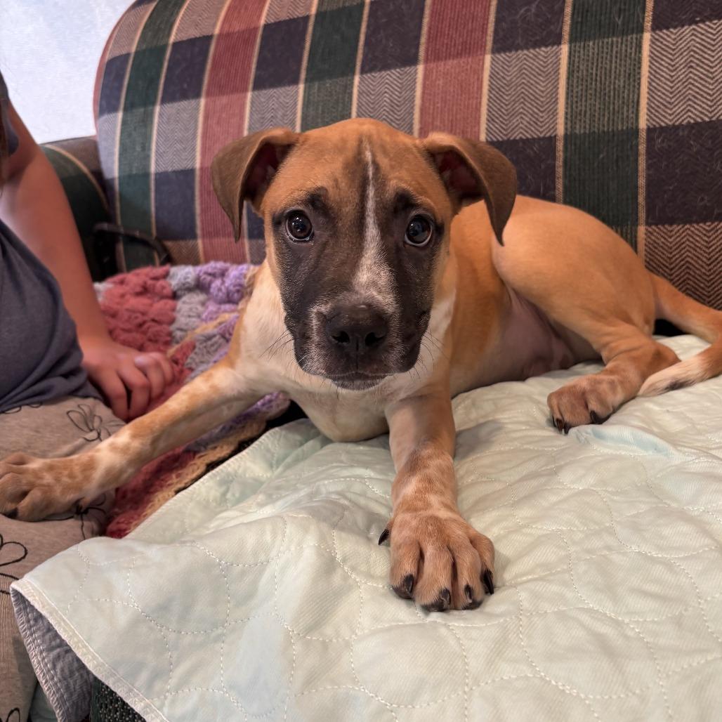 Enlarge Harry, a Adoptable mixed breed in Eureka Springs, AR image 1/2