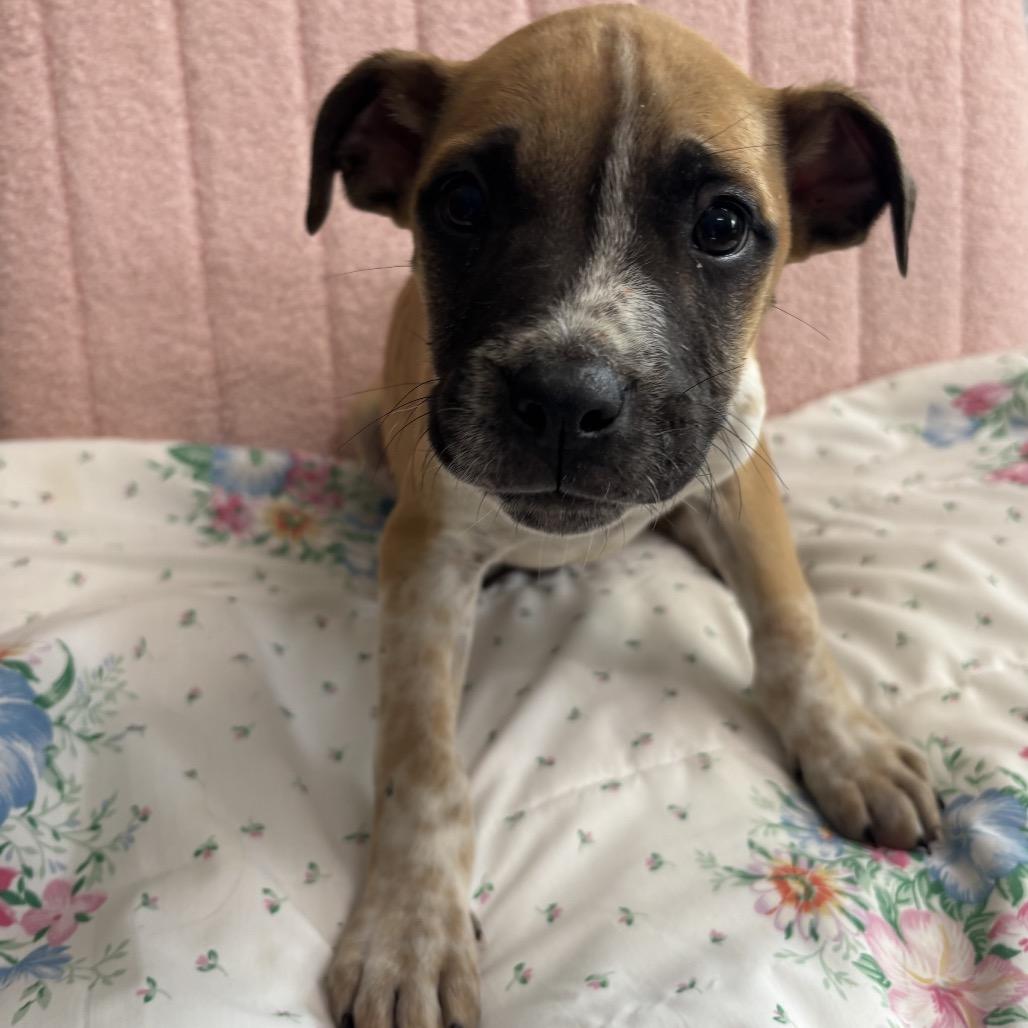 Harry, Adoptable, Puppy Male Carolina Dog & Mixed Breed.