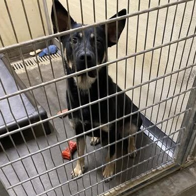Enlarge Quincey, a Adoptable mixed breed in Elizabeth City , NC image 3/6