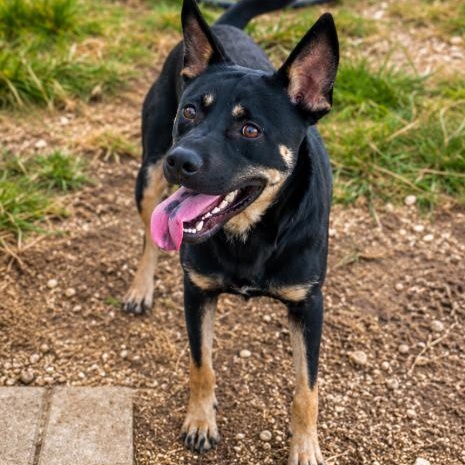 Quincey, Adoptable, Young Male Australian Kelpie.