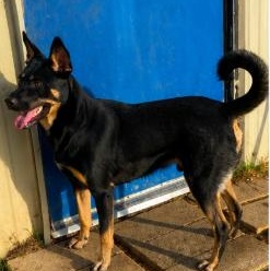 Enlarge Quincey, a Adoptable mixed breed in Elizabeth City , NC image 2/6