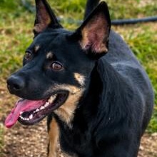Enlarge Quincey, a Adoptable mixed breed in Elizabeth City , NC image 4/6