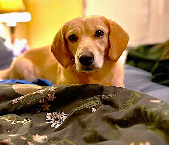 Solara, adopted, Adult Female Yellow Labrador Retriever.