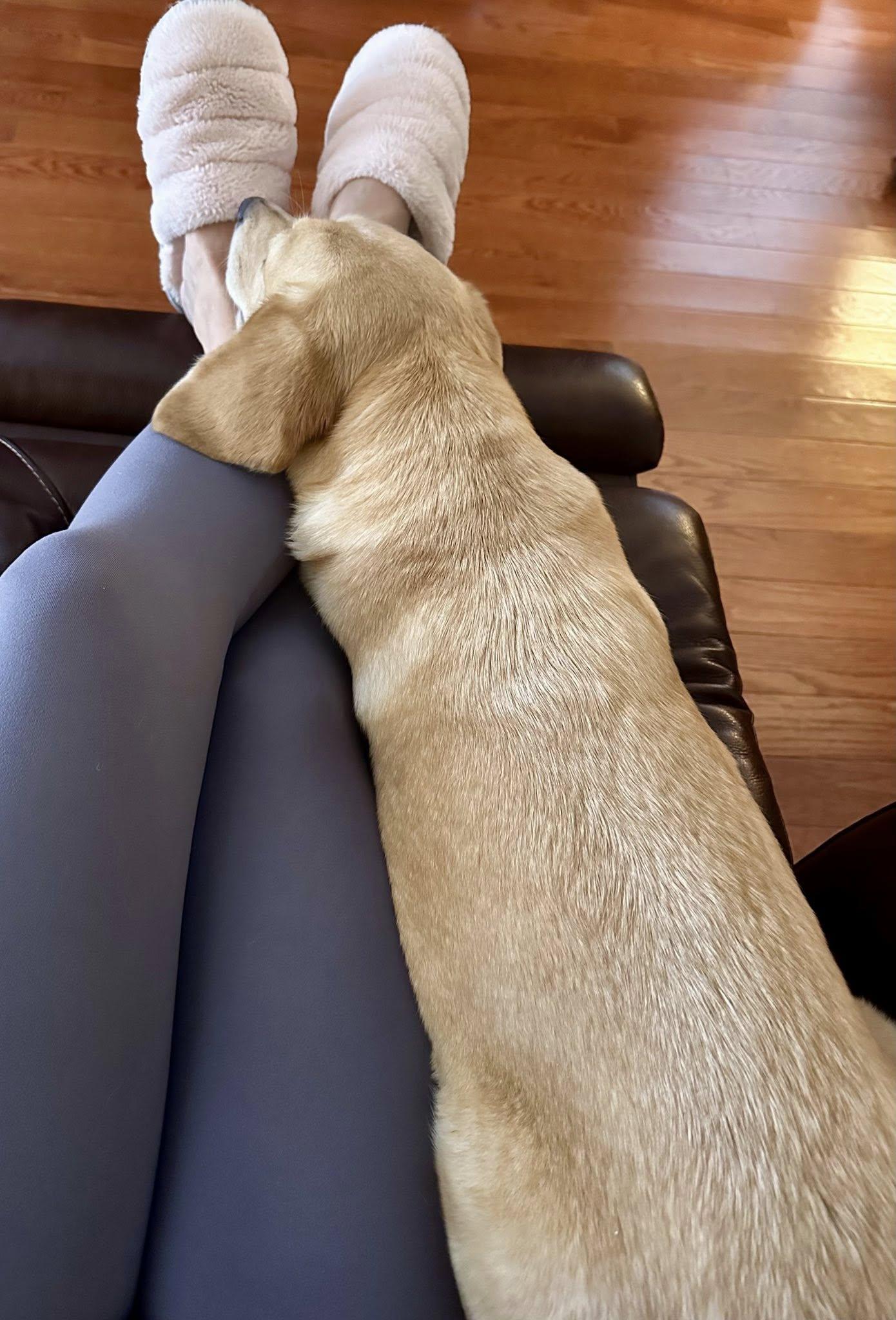 Enlarge Solara, an adopted mixed breed in Loudon, TN image 2/3