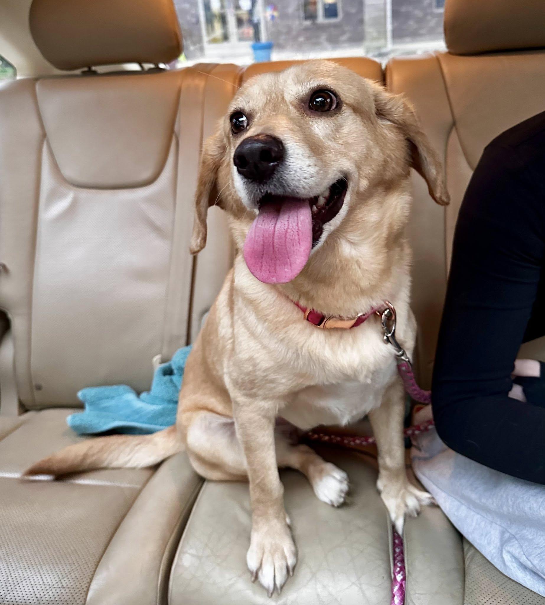 Enlarge Solara, an adopted mixed breed in Loudon, TN image 3/3