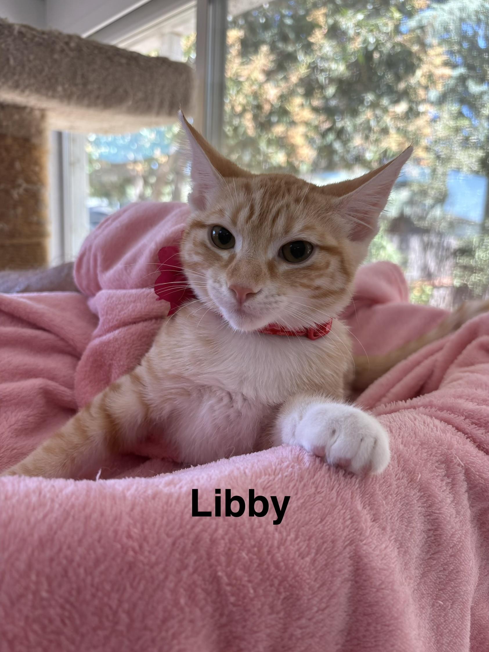Enlarge Libby, a Adoptable Tabby in Oakley, CA image 1/2
