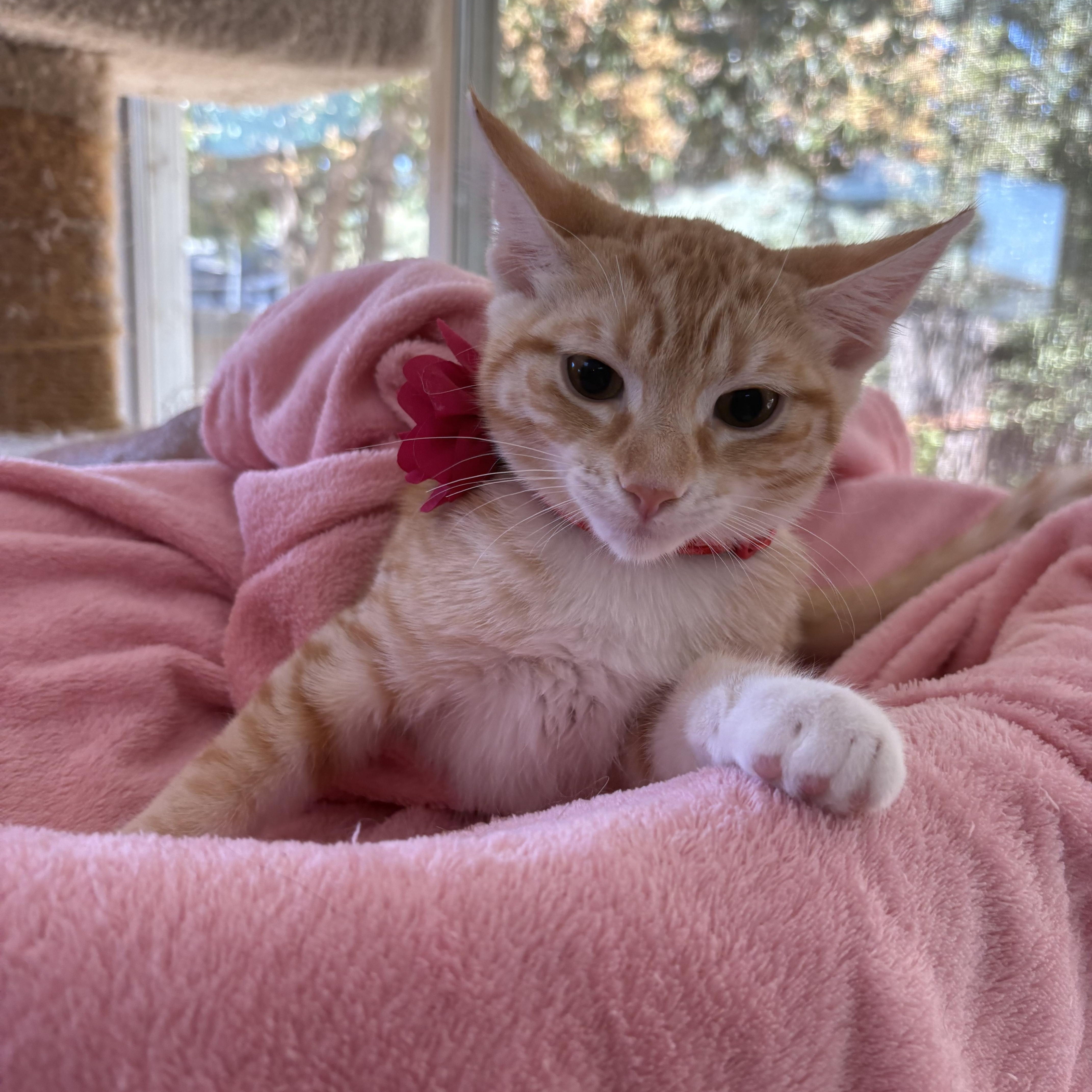 Enlarge Libby, a Adoptable Tabby in Oakley, CA image 2/2