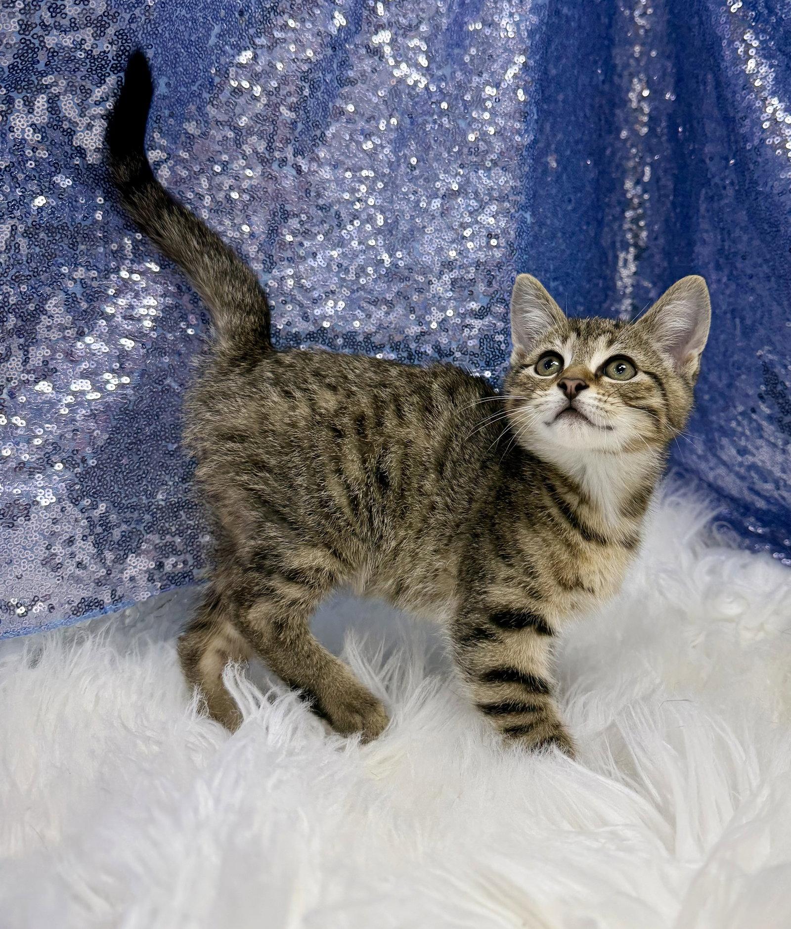 Jude, Adoptable, Young Male Domestic Short Hair.
