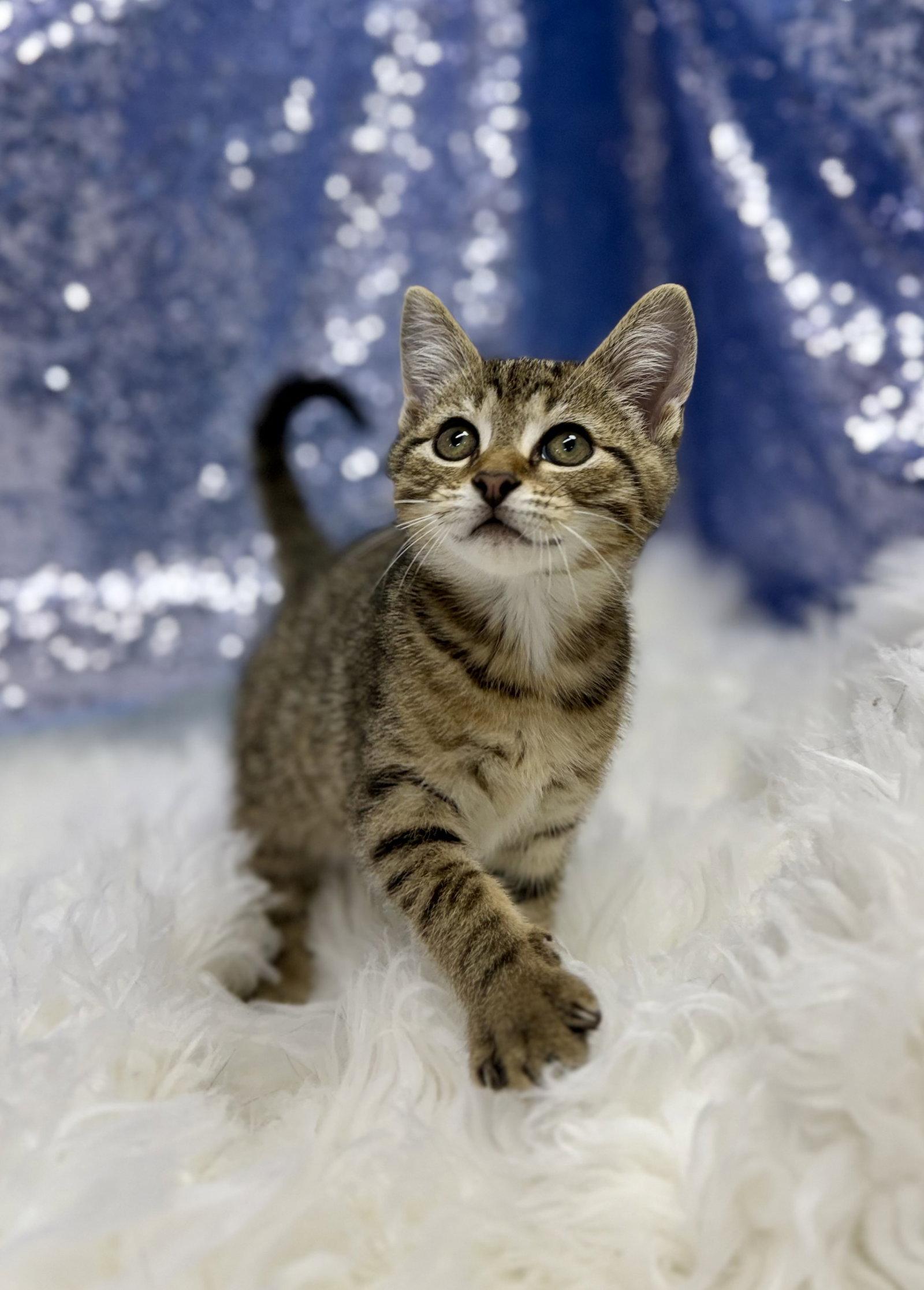 Enlarge Jude, a Adoptable Domestic Short Hair in Clarkesville, GA image 2/3