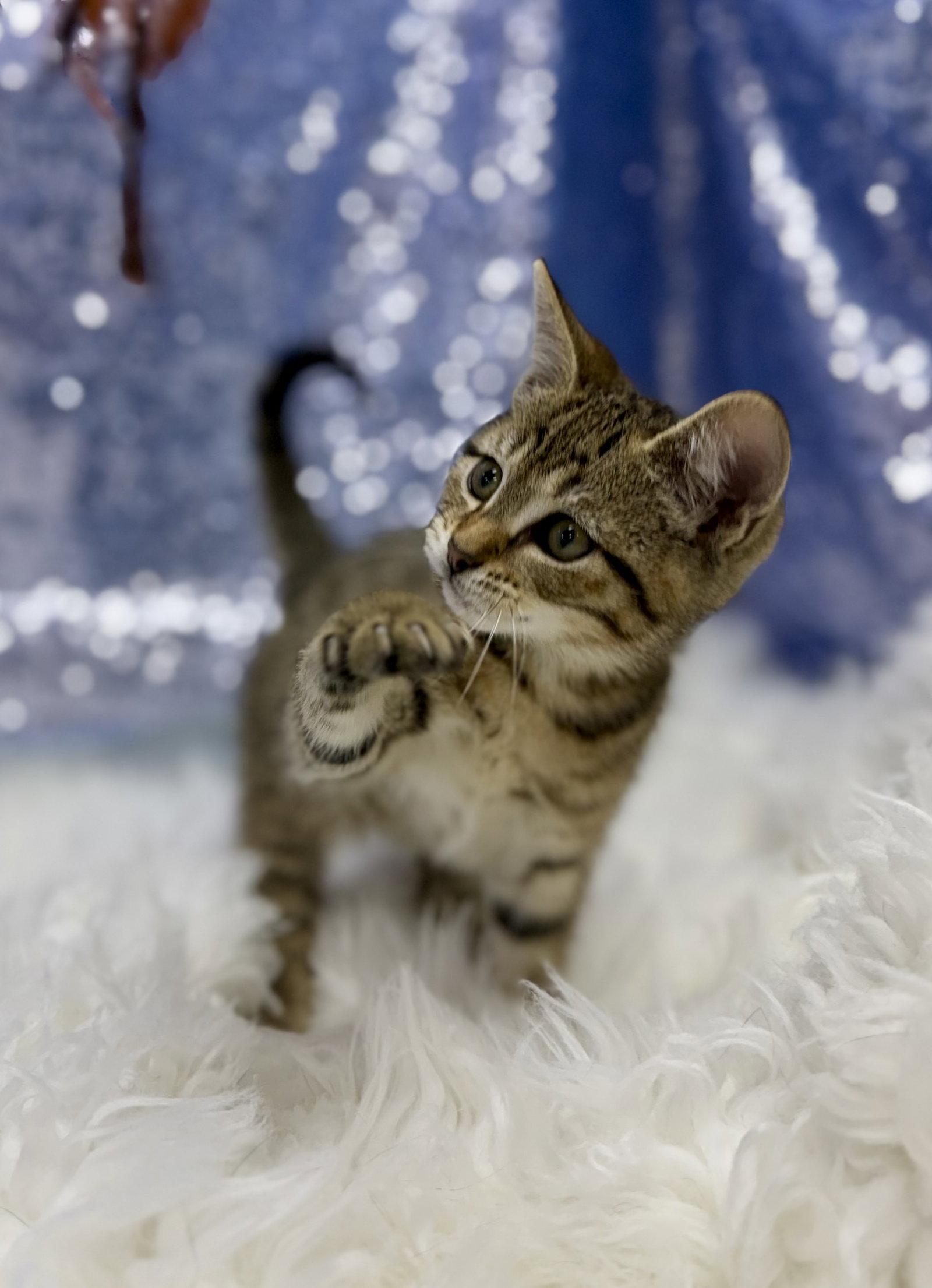 Enlarge Jude, a Adoptable Domestic Short Hair in Clarkesville, GA image 3/3