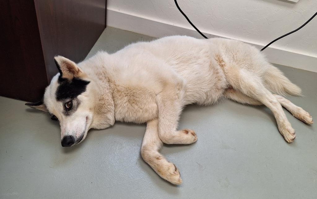 Enlarge Athena, a Adopted Husky in Noble, OK image 1/3