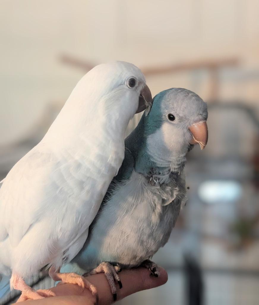 Enlarge Gidget, a Adoptable Quaker Parakeet in Ballwin, MO image 4/6