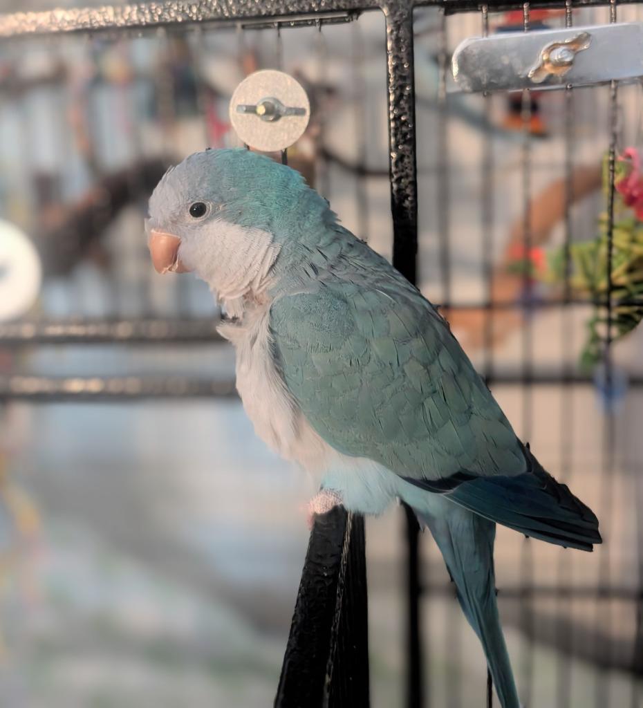 Enlarge Gidget, a Adoptable Quaker Parakeet in Ballwin, MO image 5/6