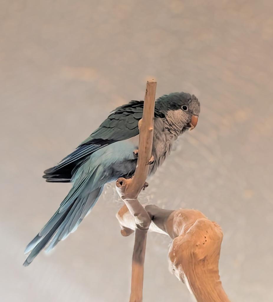 Enlarge Gidget, a Adoptable Quaker Parakeet in Ballwin, MO image 6/6