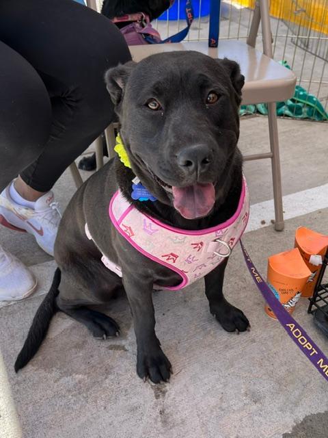 Rosalia, Adoptable, Young Female Labrador Retriever.