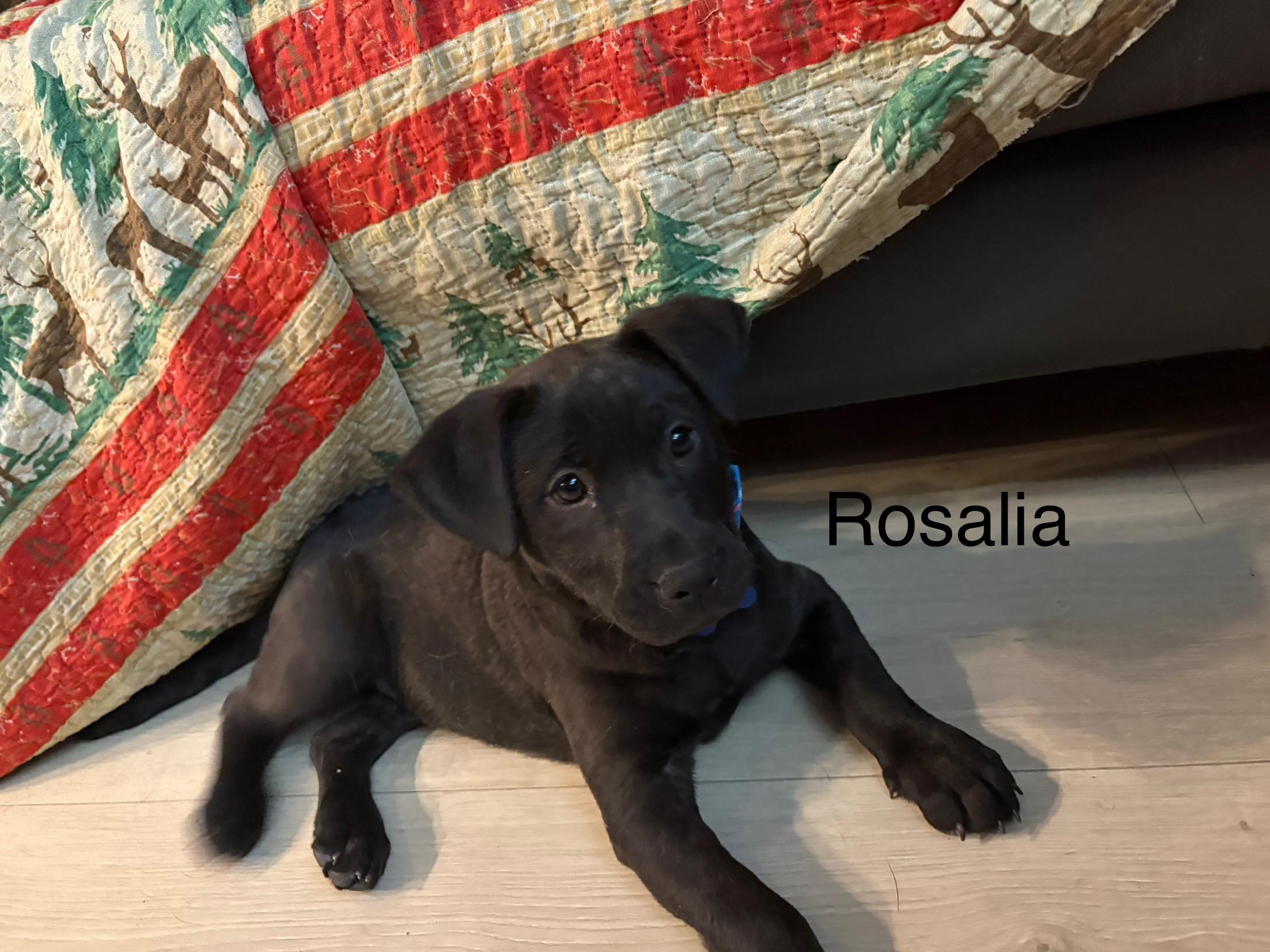 Rosalia, a Adoptable mixed breed in Littleton, CO image 3/6
