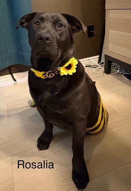 Rosalia, Adoptable, Young Female Labrador Retriever.