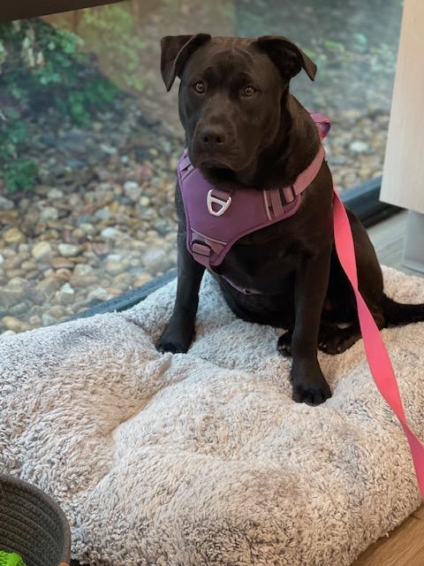 Rosalia, a Adoptable mixed breed in Littleton, CO image 1/6