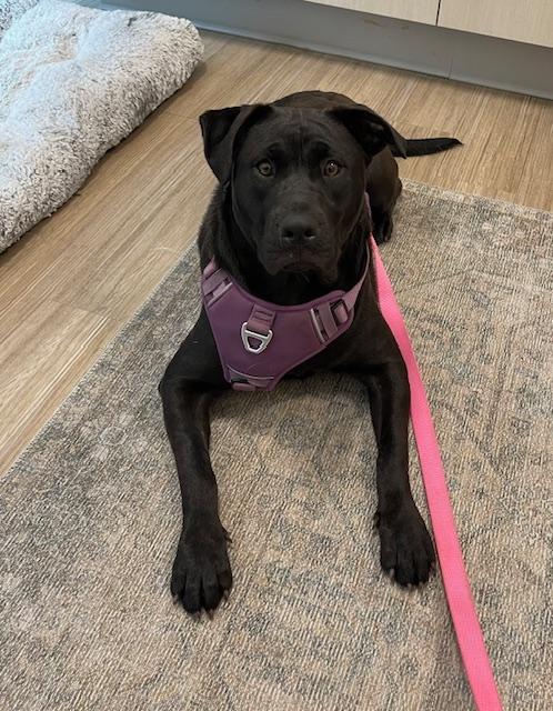 Rosalia, a Adoptable mixed breed in Littleton, CO image 6/6