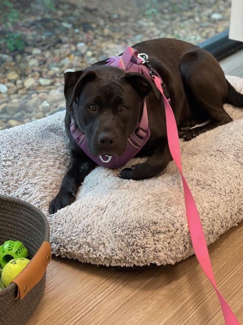 Rosalia, a Adoptable mixed breed in Littleton, CO image 5/6