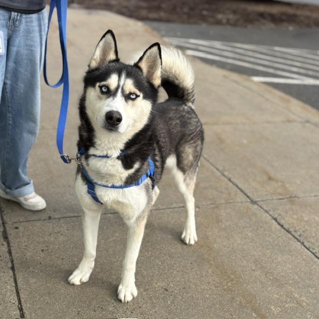 Enlarge ACHILLES, a Adoptable Siberian Husky in Boston, MA image 1/1