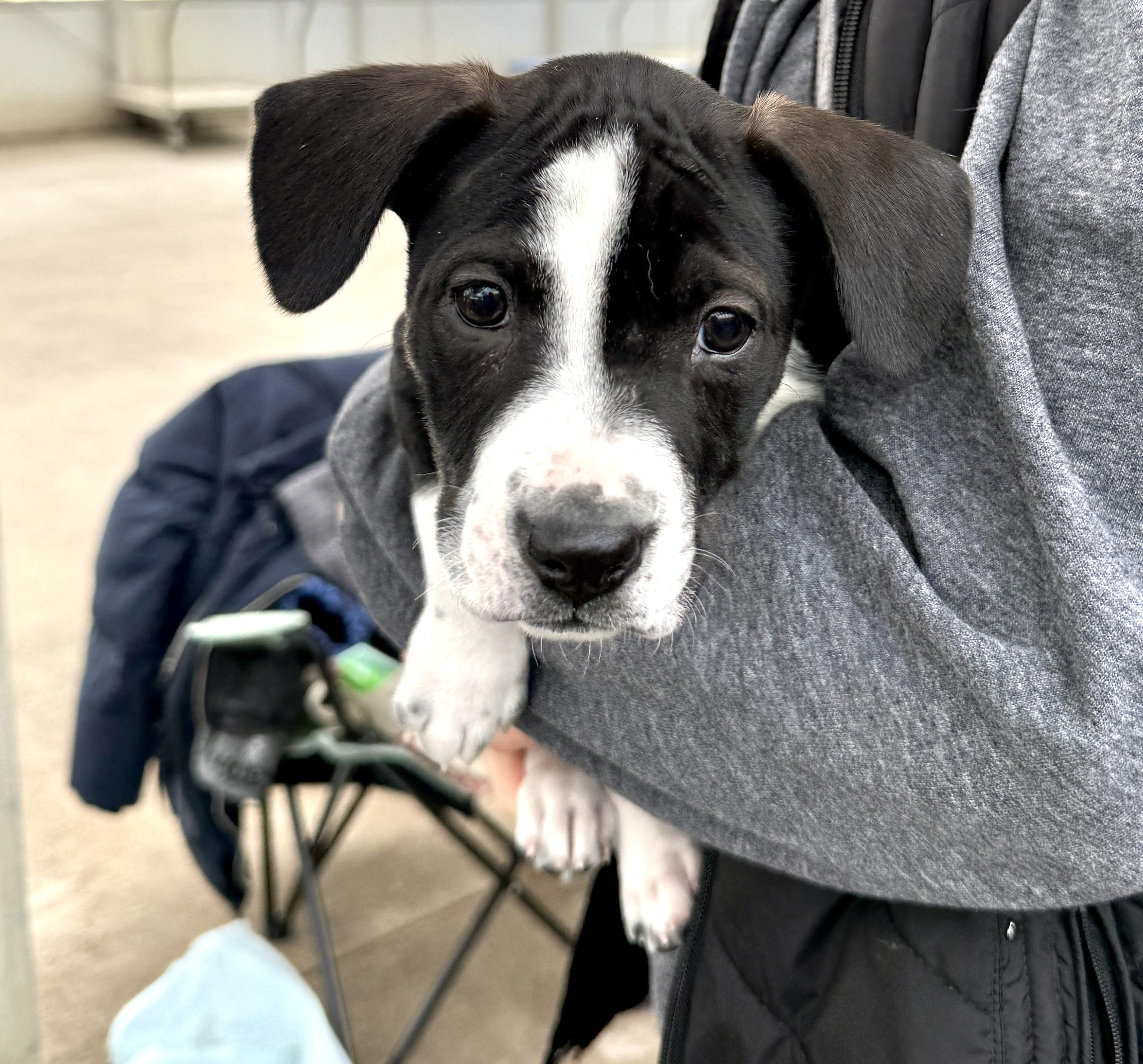 Enlarge Everly, a ADOPTABLE mixed breed in Minneapolis, MN image 3/6