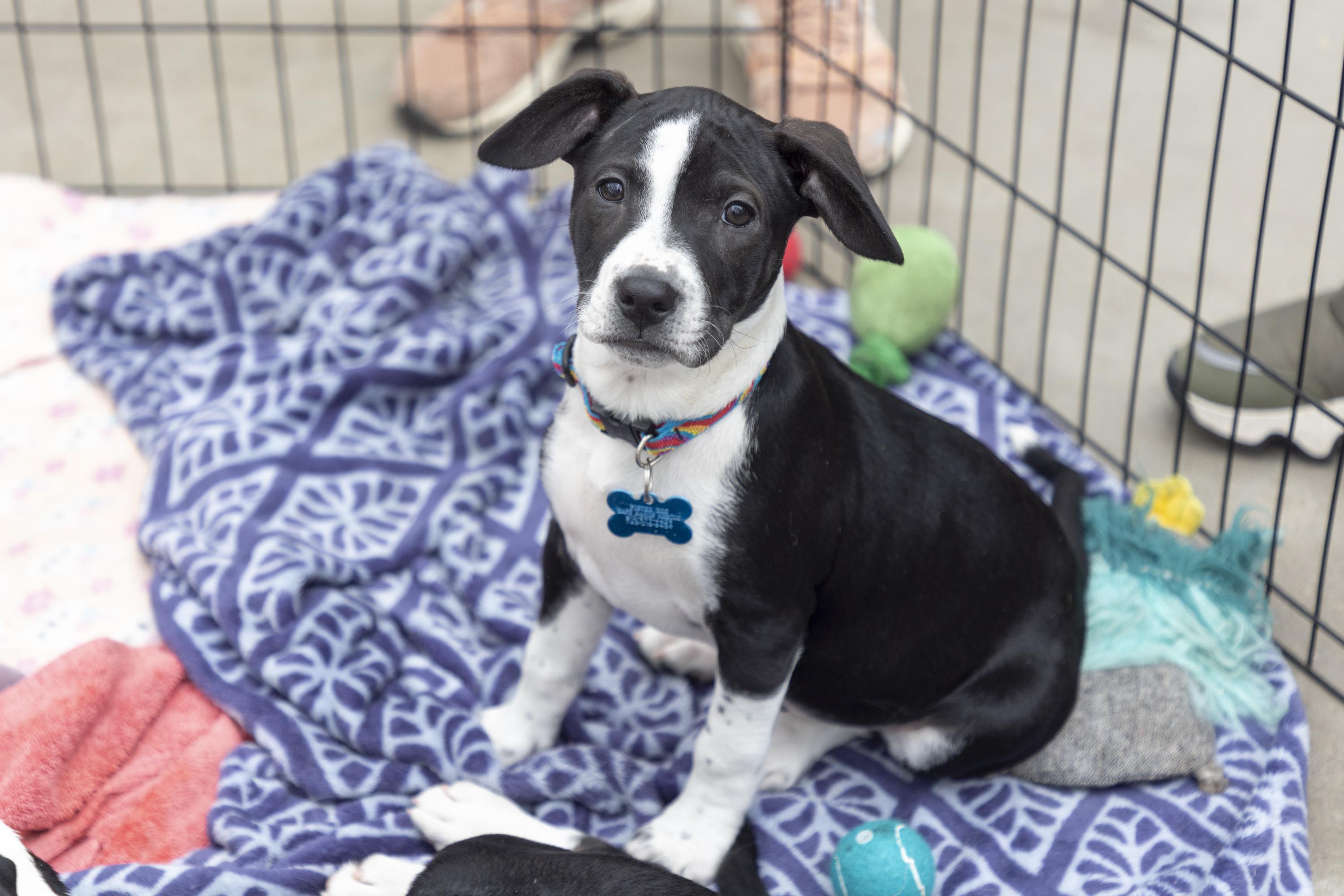 Enlarge Everly, a ADOPTABLE mixed breed in Minneapolis, MN image 1/6