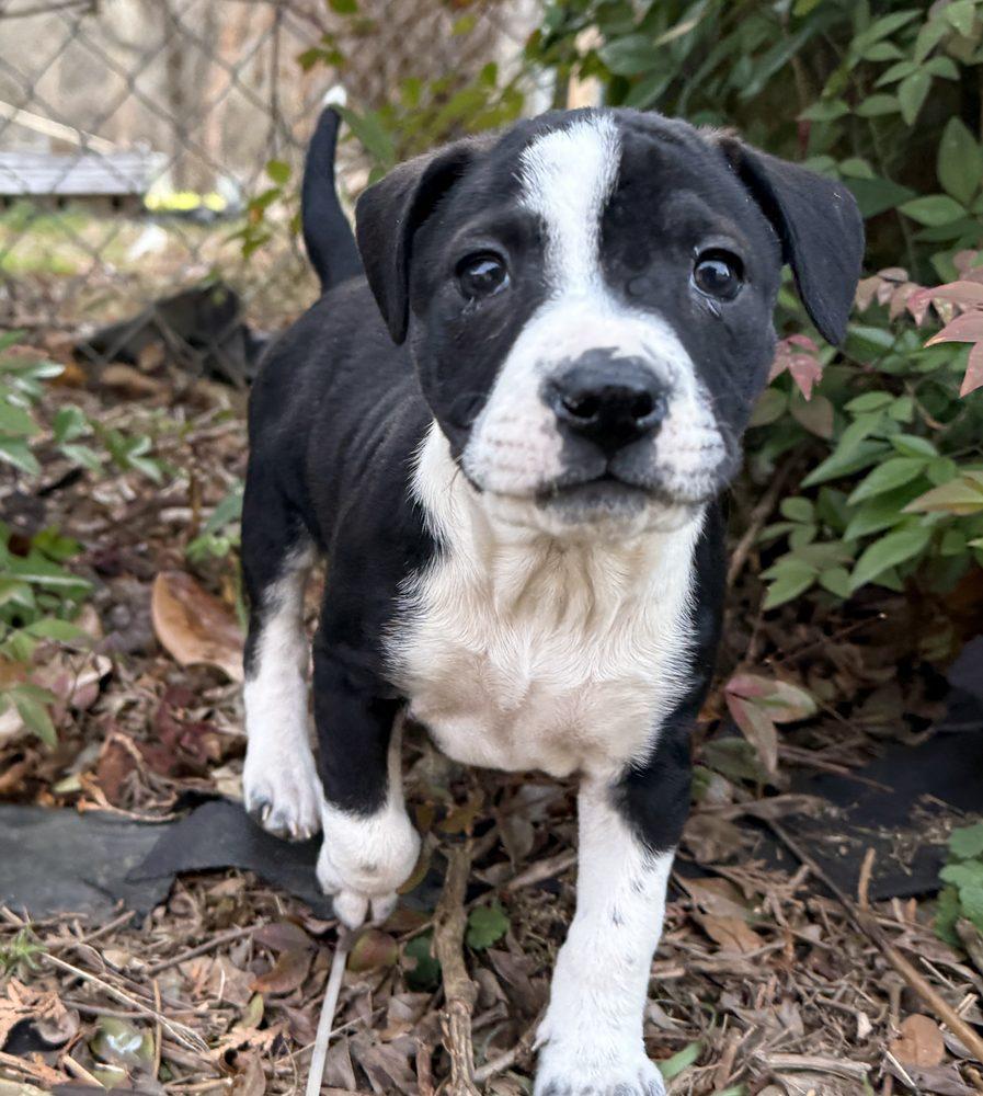 Enlarge Everly, a ADOPTABLE mixed breed in Minneapolis, MN image 6/6