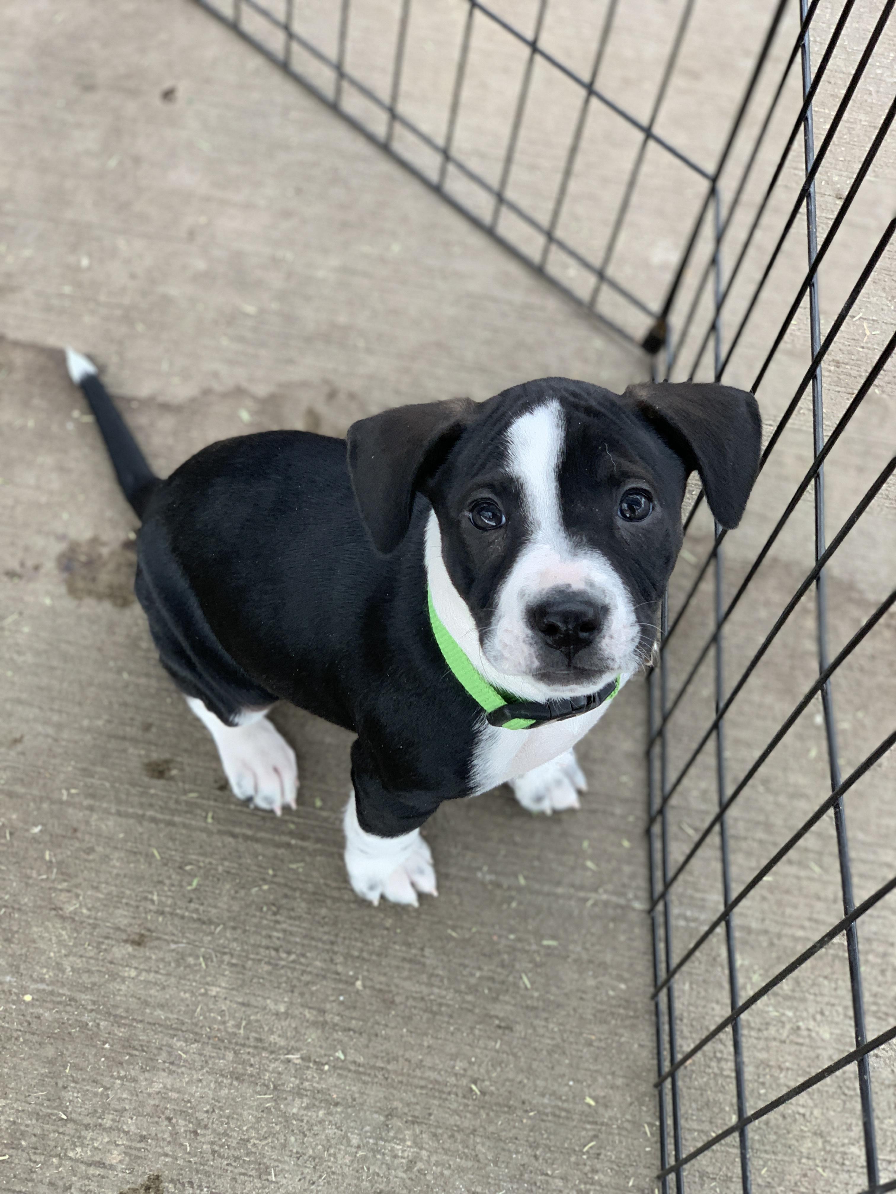 Enlarge Everly, a ADOPTABLE mixed breed in Minneapolis, MN image 4/6