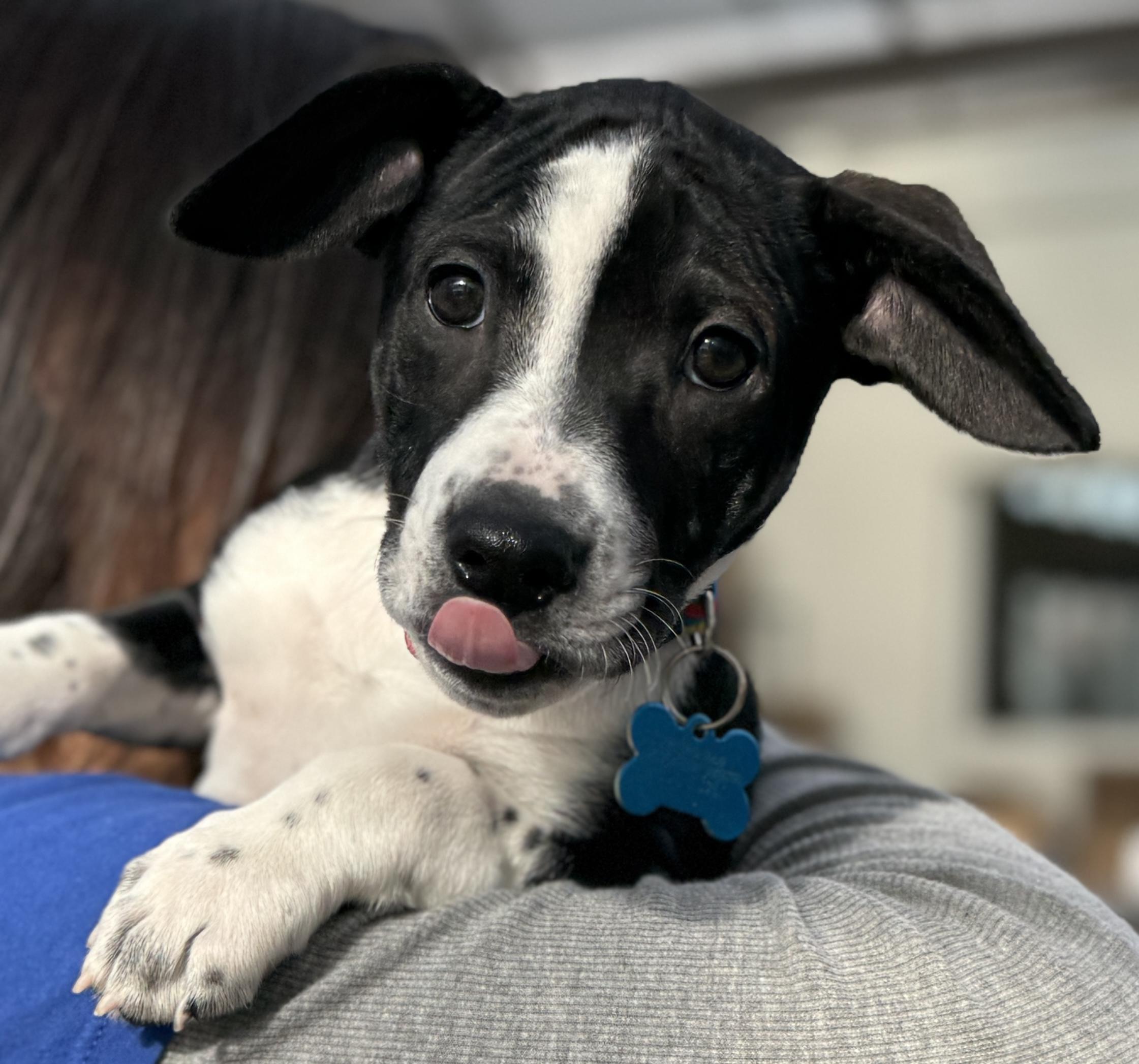 Enlarge Everly, a ADOPTABLE mixed breed in Minneapolis, MN image 2/6