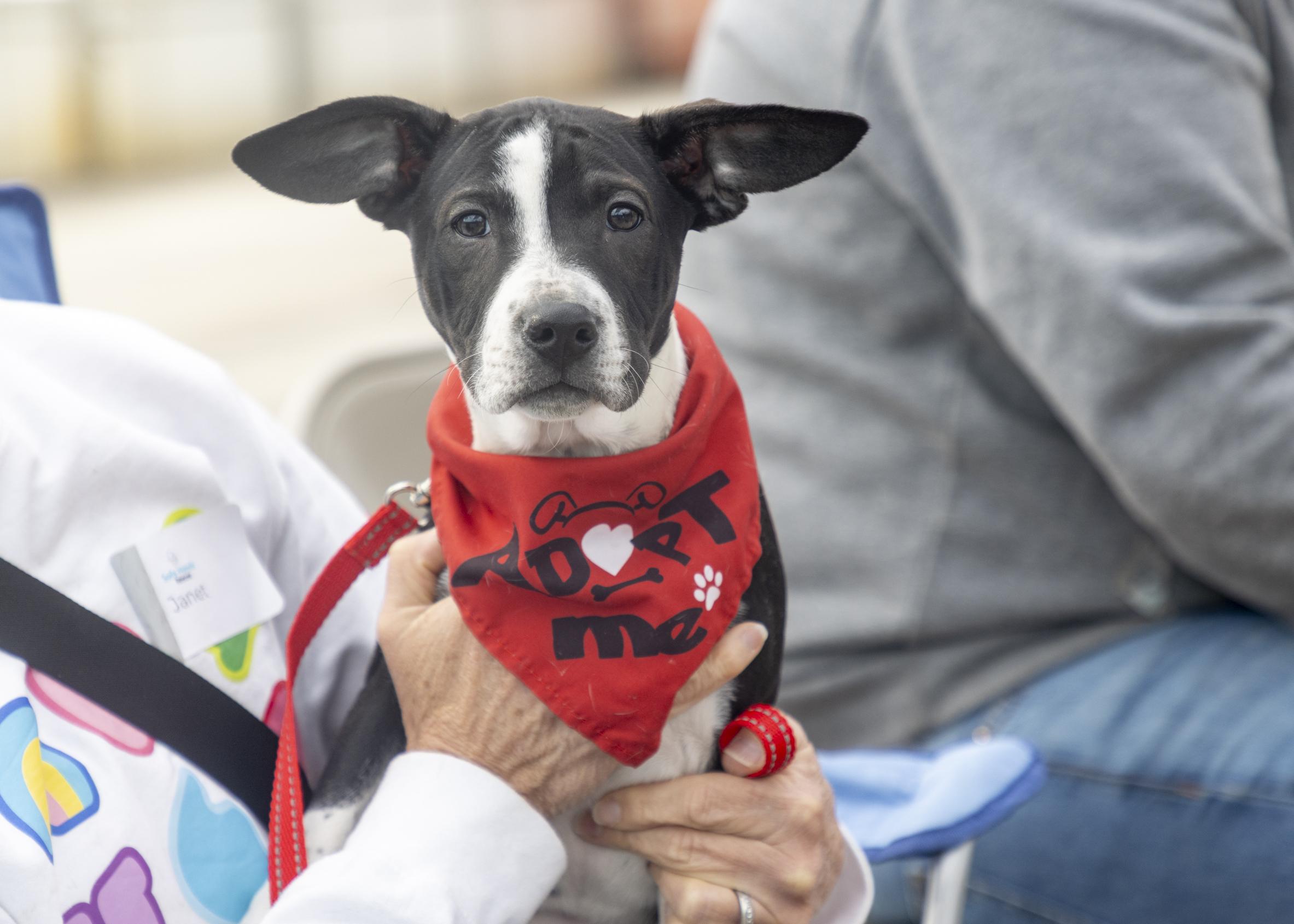 Everly, ADOPTABLE, Puppy Female Border Collie & Boxer.
