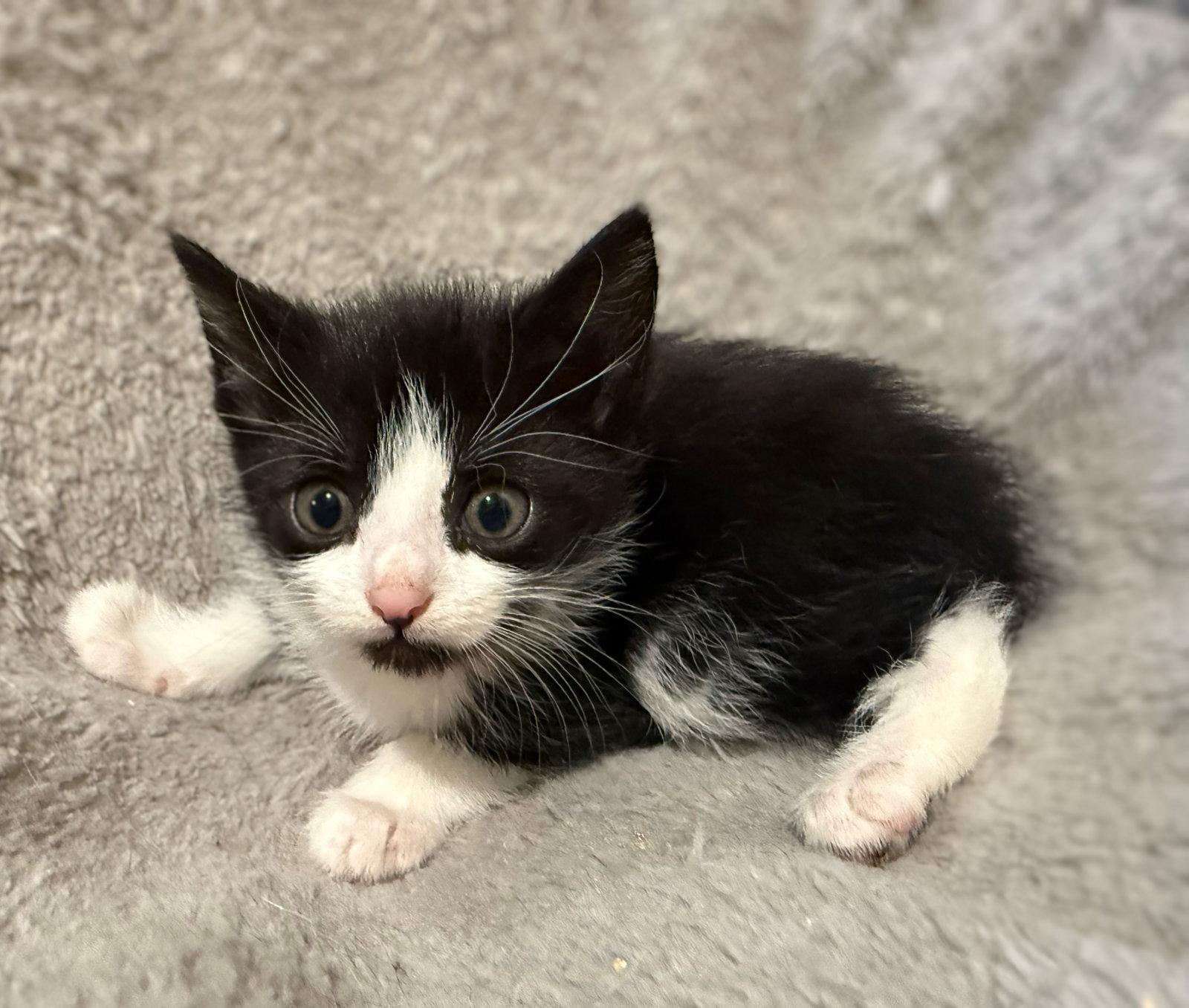 Petrie-Not at the shelter (Faith) Av 5/23, Adopted, Kitten Male Domestic Short Hair.