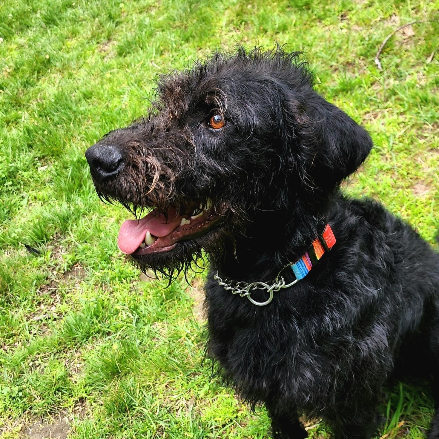 Wesley, an adoptable Aussiedoodle in Chelmsford, MA, 01824 | Photo Image 1