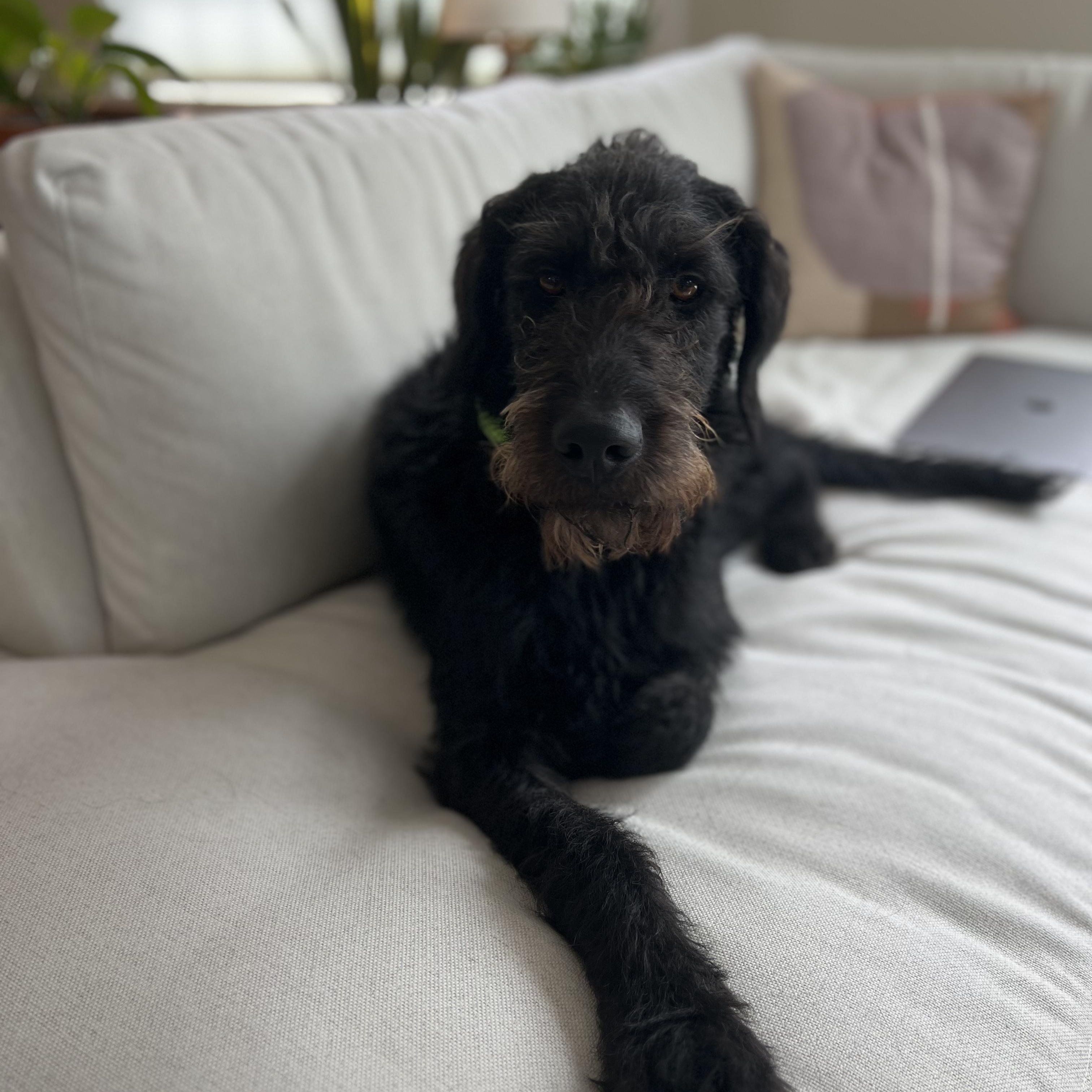 Wesley, an adoptable Aussiedoodle in Chelmsford, MA, 01824 | Photo Image 2