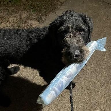 Wesley, an adoptable Aussiedoodle in Chelmsford, MA, 01824 | Photo Image 6