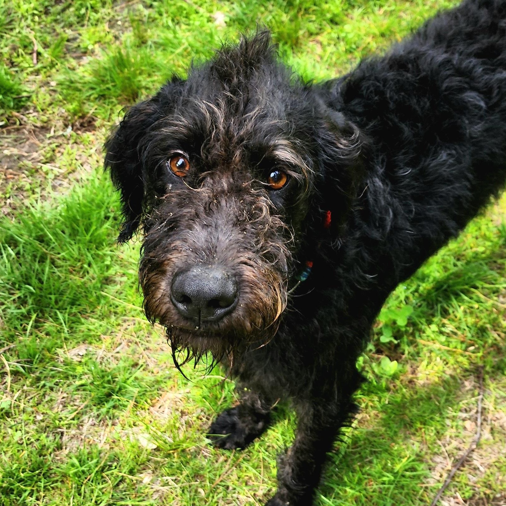 Wesley, an adoptable Aussiedoodle in Chelmsford, MA, 01824 | Photo Image 4