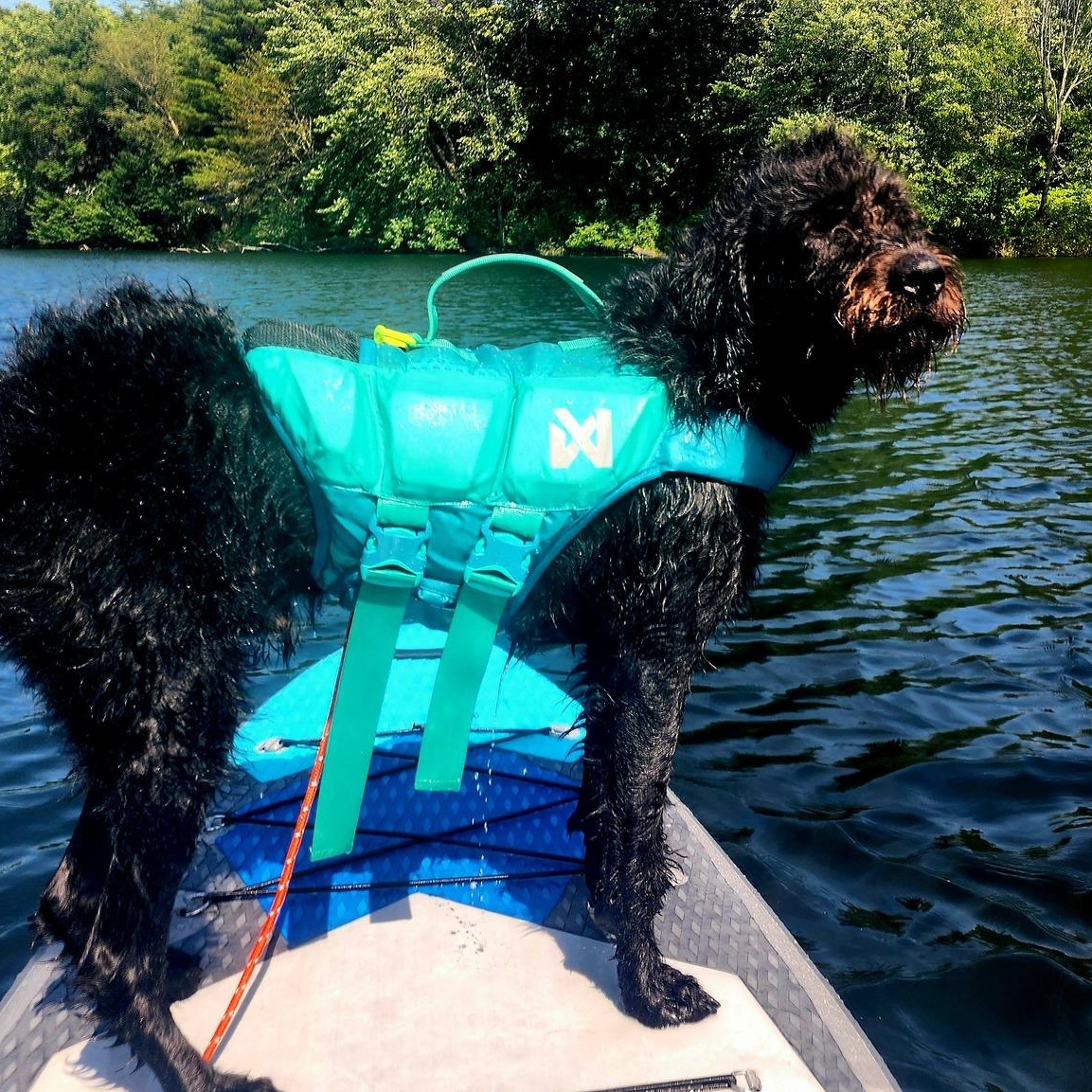 Wesley, an adoptable Aussiedoodle in Chelmsford, MA, 01824 | Photo Image 5