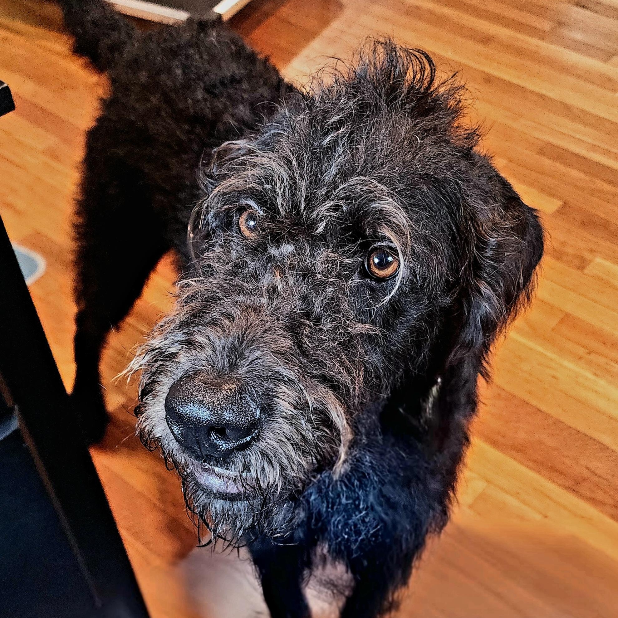 Wesley, an adoptable Aussiedoodle in Chelmsford, MA, 01824 | Photo Image 3