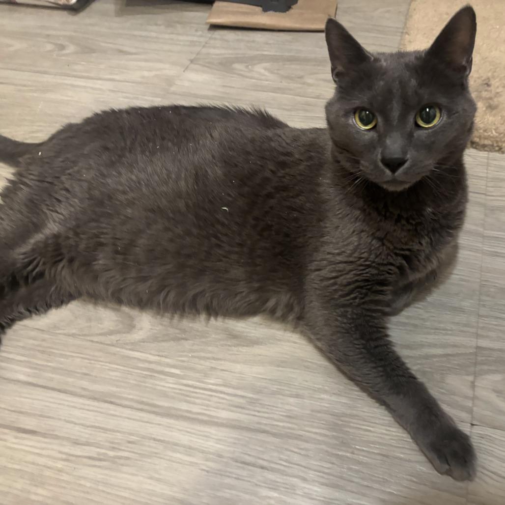Enlarge Eefer, a Adoptable Domestic Short Hair in Downers Grove, IL image 1/5