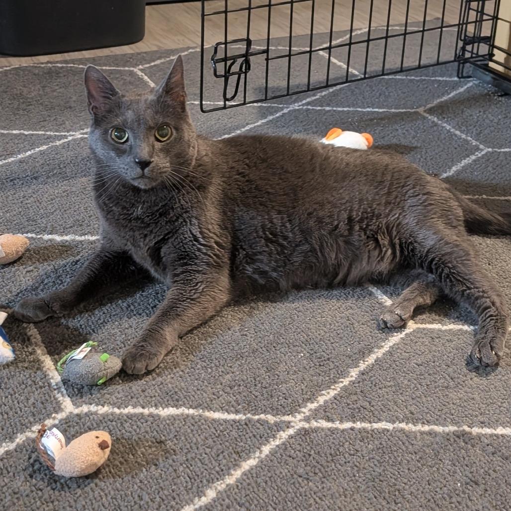 Enlarge Eefer, a Adoptable Domestic Short Hair in Downers Grove, IL image 2/5