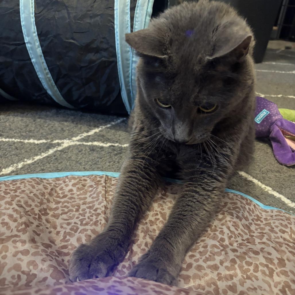 Enlarge Eefer, a Adoptable Domestic Short Hair in Downers Grove, IL image 3/5