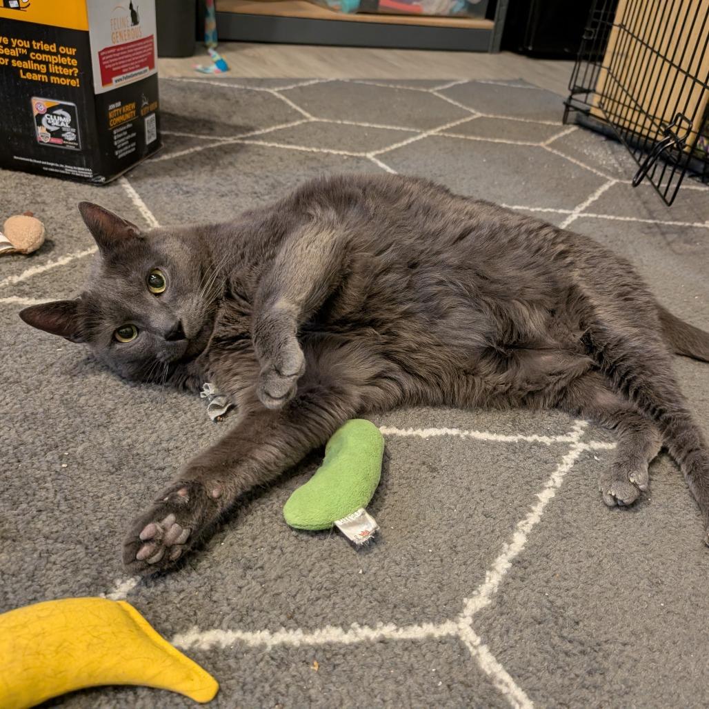 Enlarge Eefer, a Adoptable Domestic Short Hair in Downers Grove, IL image 4/5