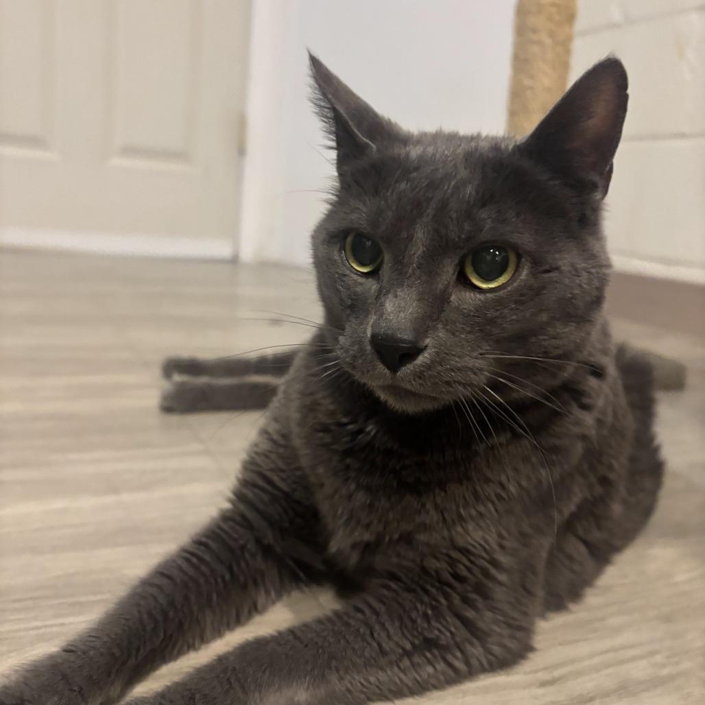 Enlarge Eefer, a Adoptable Domestic Short Hair in Downers Grove, IL image 5/5