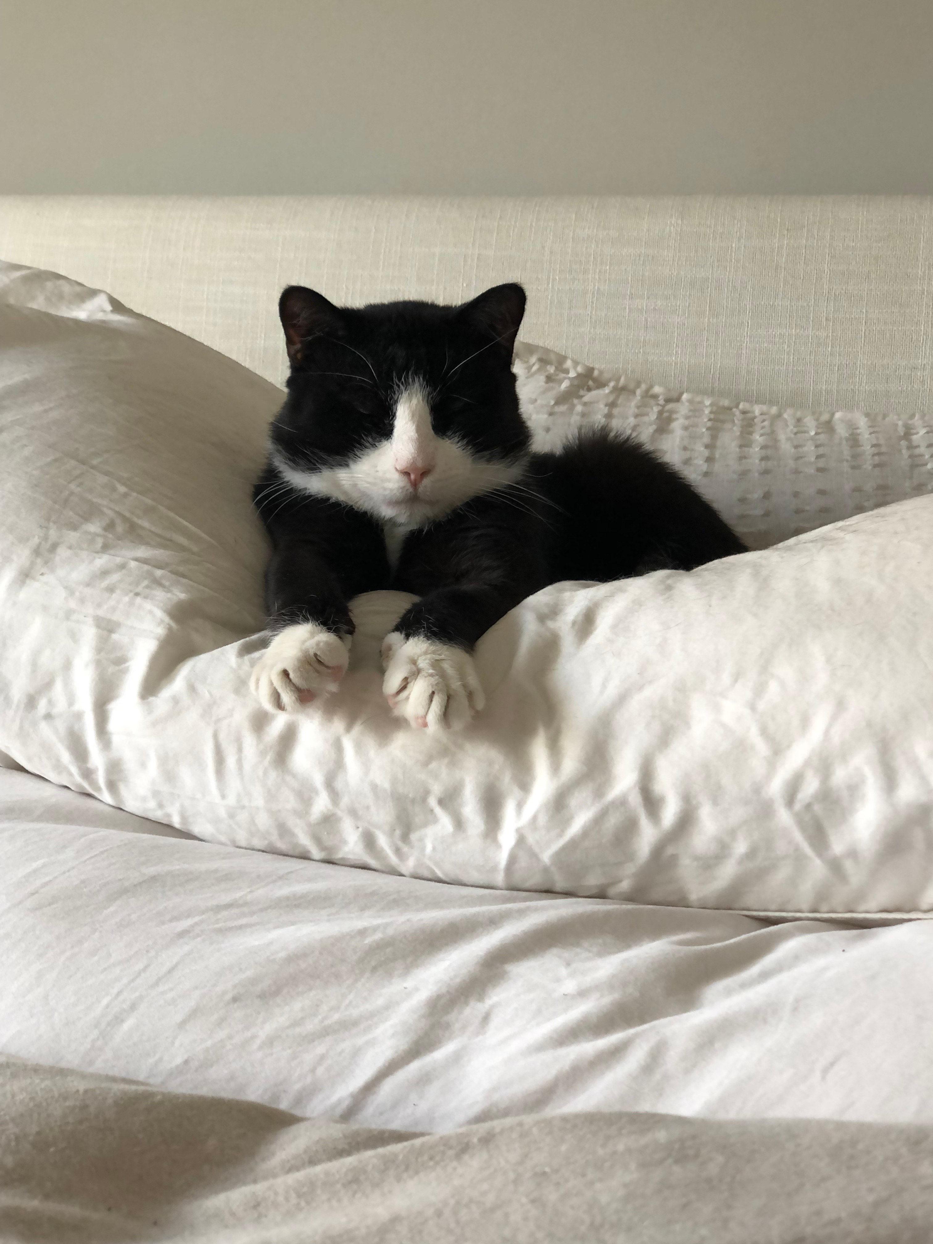 Enlarge Stanley, a ADOPTABLE Domestic Short Hair in Melrose, MA image 4/6