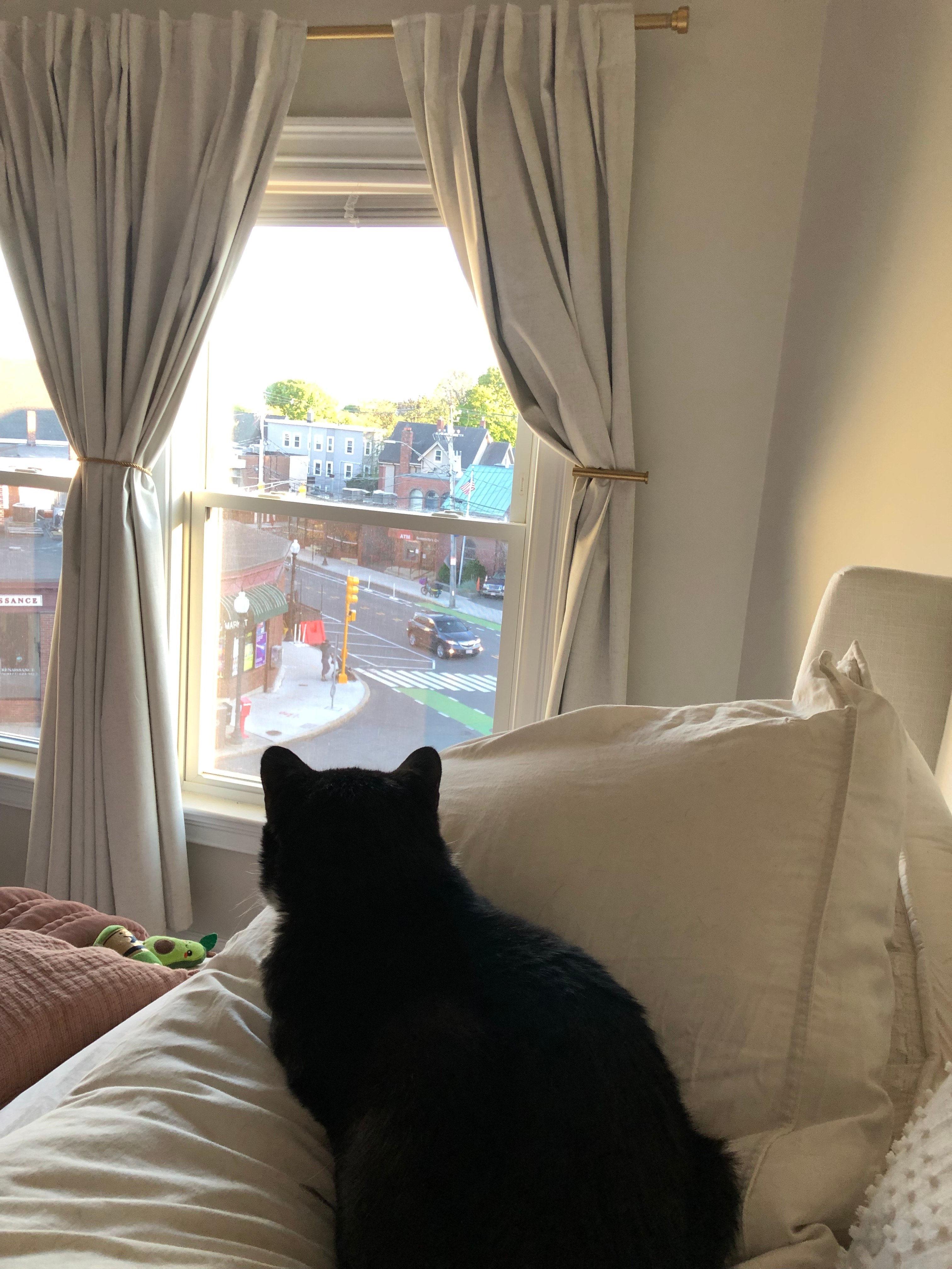 Enlarge Stanley, a ADOPTABLE Domestic Short Hair in Melrose, MA image 5/6