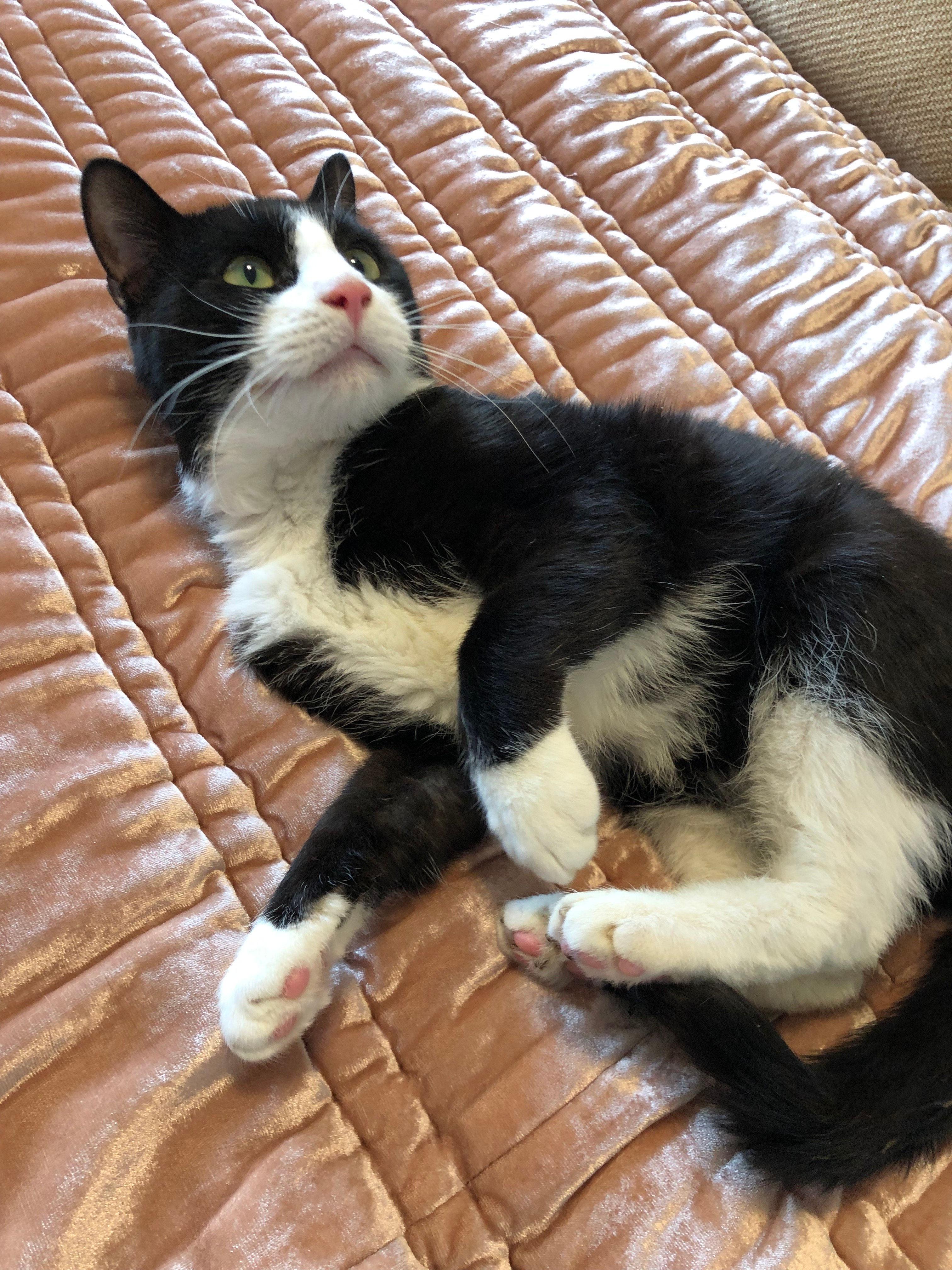Stanley, ADOPTABLE, Adult Male Domestic Short Hair.