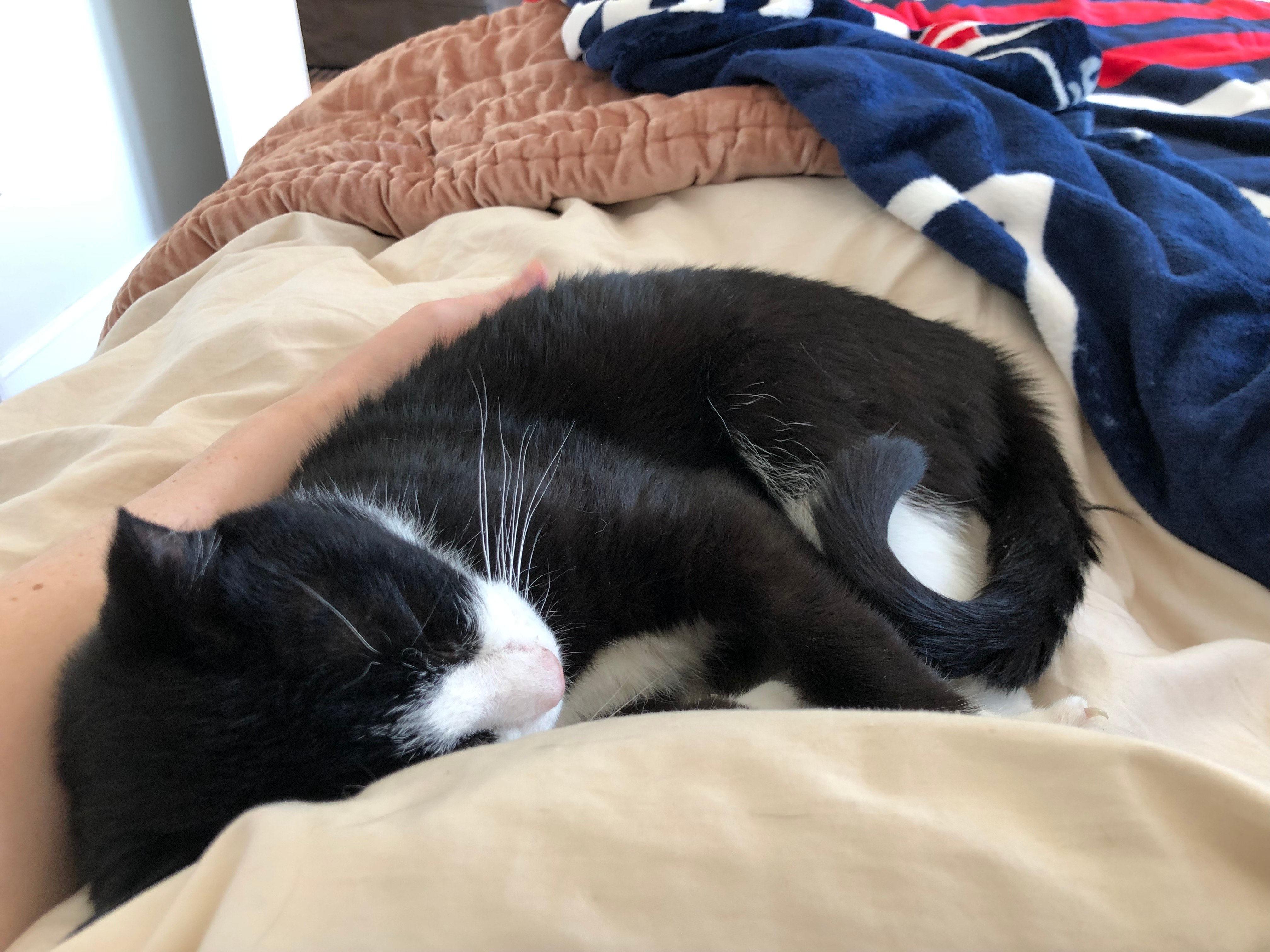 Enlarge Stanley, a ADOPTABLE Domestic Short Hair in Melrose, MA image 3/6